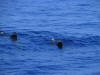 Pilot Whales