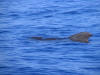 Pilot Whales