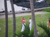 Another couple getting married at the Outrigger Keahou Beach hotel