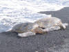 Green Sea Turtles basking on the beach.