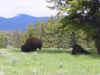 Bison near the Fishing Bridge