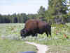 Bison at the trailhead