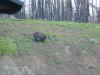 wild bear cub on the way out of the park