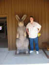 towering over the 6 foot rabbit